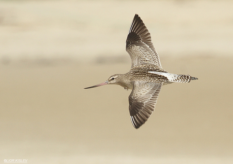 Bar-tailed Godwit   Limosa lapponica  ,Maagan Michael,September 2012, Lior Kislev